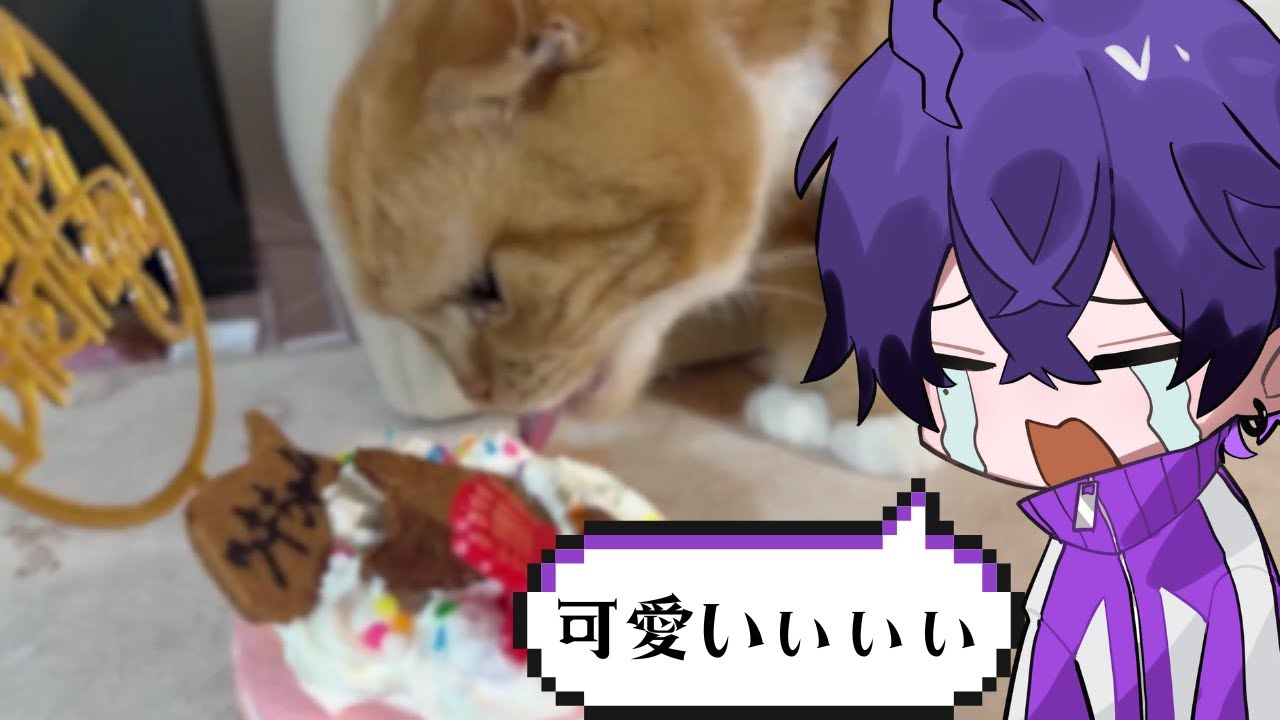 【めておら切り抜き】心音がツキちゃん生誕祭をステラと盛大に祝ったようです