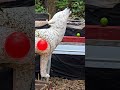 1 Lime 1 Balloon Bamboo Longbow