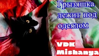 Кошка Пушинка младшая лежит под одеялом Кошка Пушинка младшая лежит под одеялом