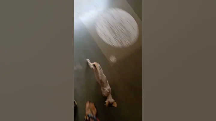 Watch the video about #hungry #cute #kitten #cats #meowing #food #adorable #munchkin #youtubepartner #trending #viralvideo