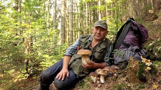 When porcini mushrooms are waiting for you!