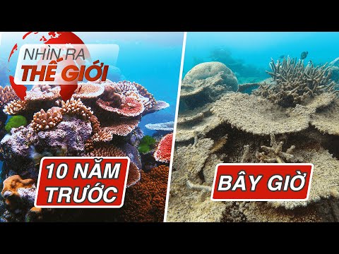 Video: Rạn san hô Great Barrier, Úc: lịch sử, mô tả và những sự thật thú vị