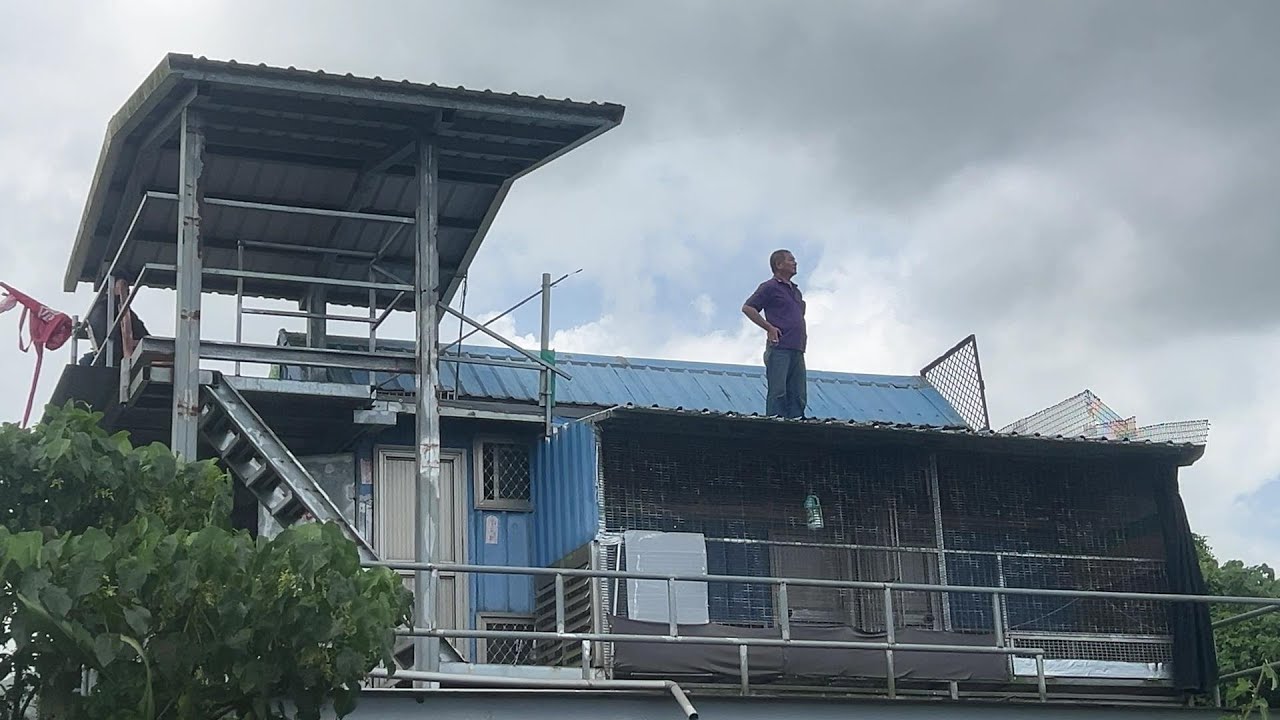 2025北海春季賽鴿第三關殘7羽未歸/2025 Beihai Spring Pigeon Race: 7 Pigeons Left Unreturned in the Third Round