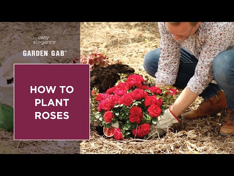 Video: Easy Elegance Rose informacija – Easy Elegance rožių auginimas sode