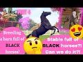 Another Black FOAL! Breeding a barn of ALL Black horses! Part 4 Rival Stars Horse Racing