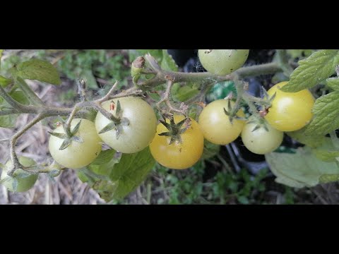 14 мая.Созревает в