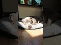 Naiya the Staffy Sunbathing Sleep!