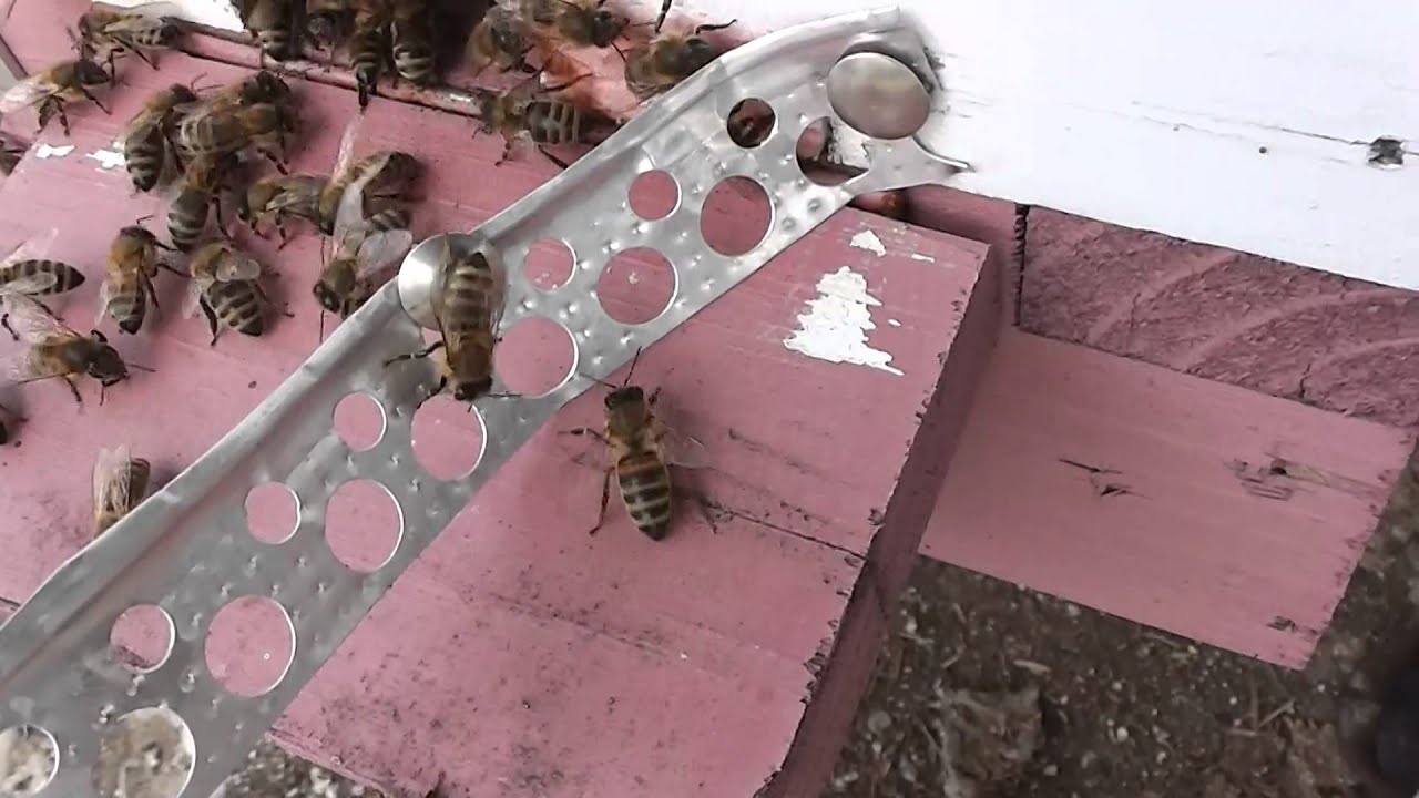 La furtisag, pt. a patrunde intr-o familie, albina hoata se da drept albina cercetasa? Apicultura