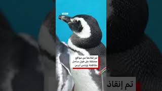 15 بطريقاً مُعاد تأهيلها تعود إلى البحر قبالة سواحل الأرجنتين