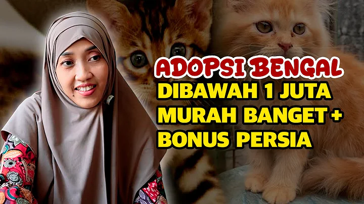 Watch the video about ADOPT A BENGAL CAT WITH A PERSIAN BONUS FOR UNDER 1 MILLION IDR!!! Hurry Up! Watch Until the End!