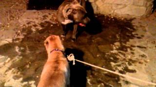 Chinese Char- Pei Meets Pitbull Part 2 Getting Along