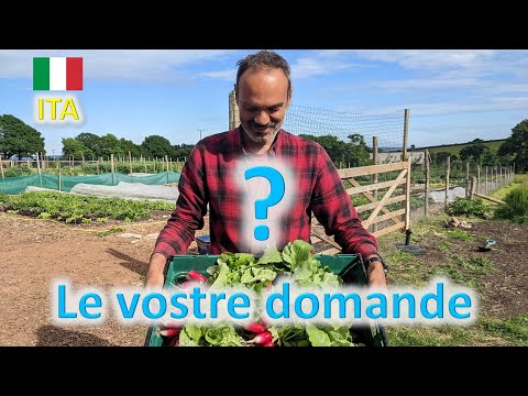 Video: Insalata Lollo Rossa: descrizione e caratteristiche colturali