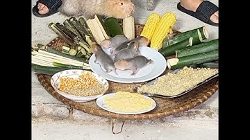 Dúi mẹ nuôi con thì cho ăn những gì