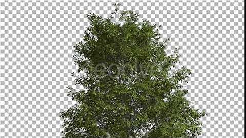 Shingle Oak Top of the Tree is Swaying at The | Motion Graphics - Envato elements