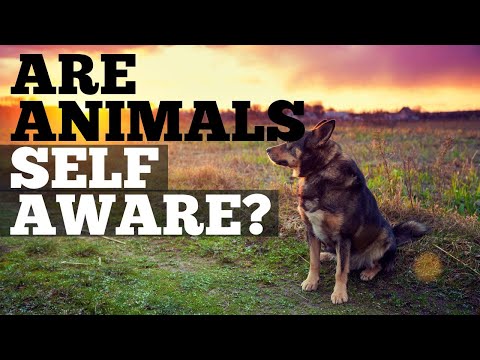 Video: Este vreun animal conștient de sine?