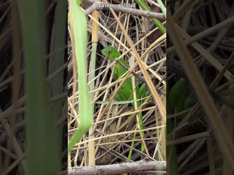 Iguanas en una isla ecuatoriana🇪🇨🦎