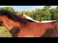 Horses meeting for the first time