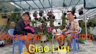Bonsai Dừa Giao Lưu Lan Rừng | Bul Dừa || Bonsai Dừa || Cây Cảnh Phong Thủy, Cây Kiểng Mini