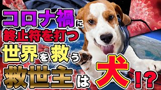 【犬がコロナ禍を終わらせる】救世主は愛するワンコだった！？犬のプロ、松本秀樹が解説！！！