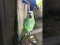 Tú me quieres #short #animals