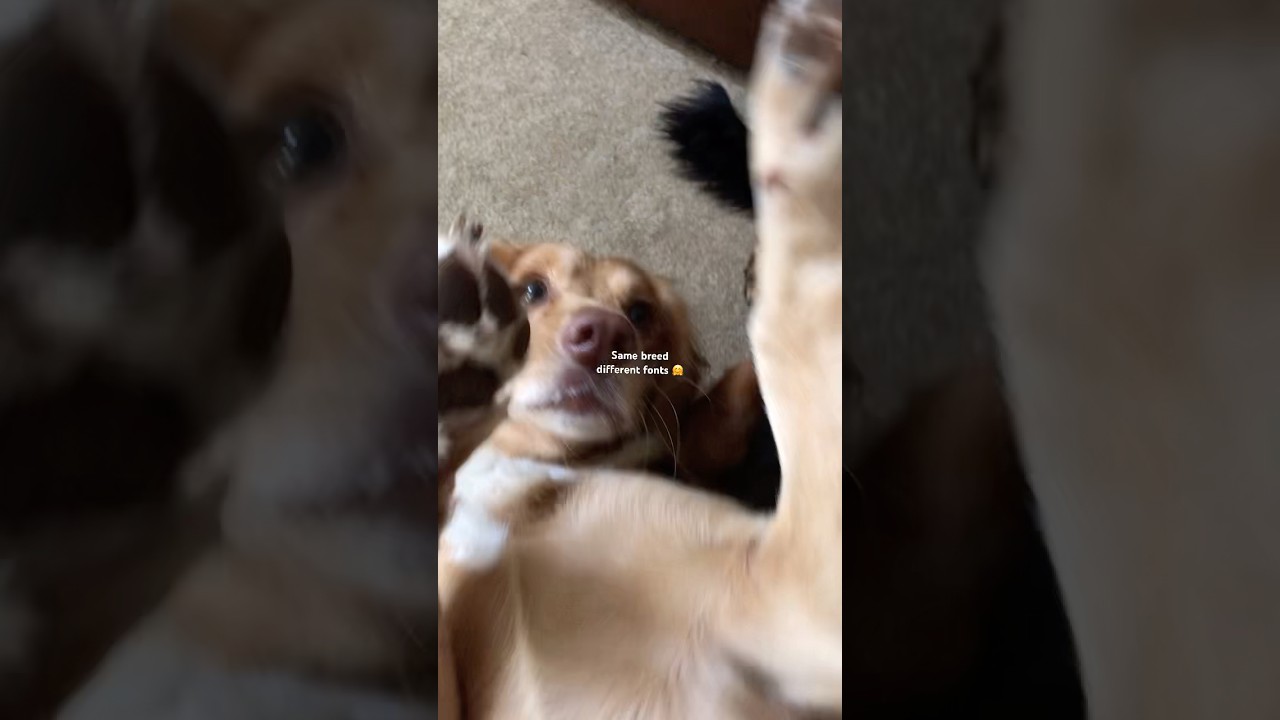 Same breed 🤗💗 