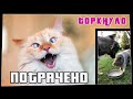 Потрачено. Торкнуло. Лучшие приколы 2021, смешные видео и фейлы