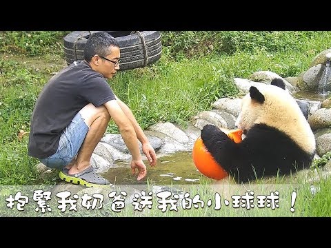 《熊貓早晚安》抱緊我奶爸送我的小球球！  | iPanda熊貓頻道