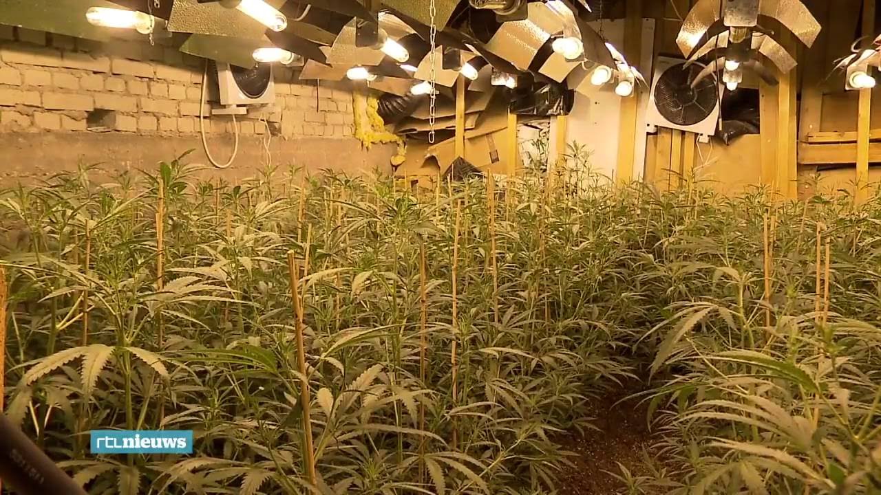 RTL Nieuws: 'Oprollen hennepkwekerijen is gevecht tegen de bierkaai'
