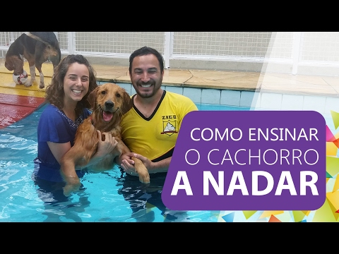 Vídeo: Como Ensinar Um Cachorro A Nadar