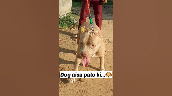 4 Log🤣 Fear of Pitbull Dog🐶🔥 #pitbull #americanbully #shorts #short #trending #short