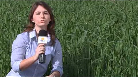 Como plantar aveia manualmente?