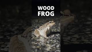 Finding Amphibians at Night...