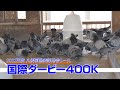 22年度八郷国際鳩舎・国際ダービー400K帰還の様子