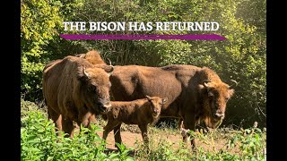 The bison has returned. Nature is telling its story.