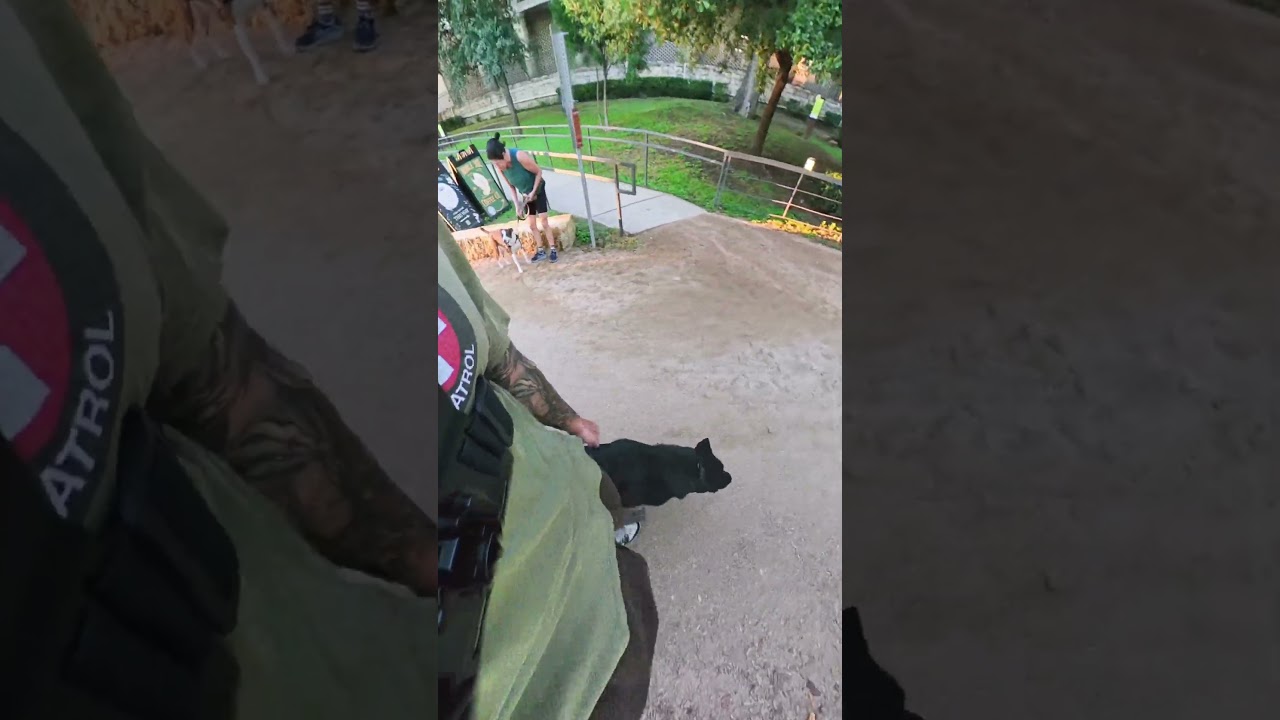 How my service dog handles distractions off duty
