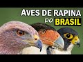 AVES DE RAPINA: Quem são? Quantas existem? Qual a MAIOR ÁGUIA DO BRASIL? ÁGUIAS, GAVIÕES e FALCÔES