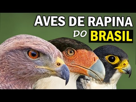 Vídeo: Aves de rapina (gêneros): papagaios, gaviões, águias, falcões, harriers e outros