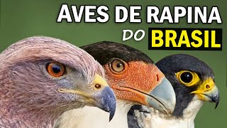 AVES DE RAPINA: Quem são? Quantas existem? Qual a MAIOR ÁGUIA DO BRASIL? ÁGUIAS, GAVIÕES e FALCÔES