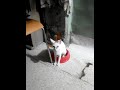 gutom na Ukraine #cat #animals #furbaby #shorts #video #shortvideo