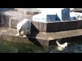 Медвежата прыгают, плавают и играют с косточкой 10.07.2019