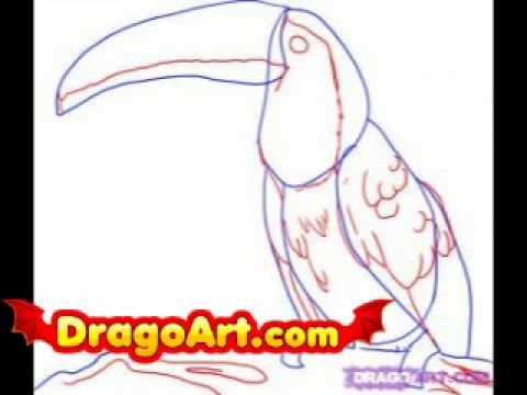 How to draw a toucan, step by step - YouTube