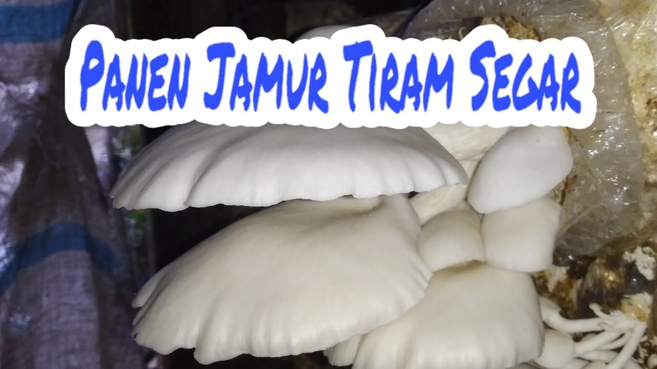 Panen Jamur Tiram di Kumbung Jamur Istana Tani YouTube