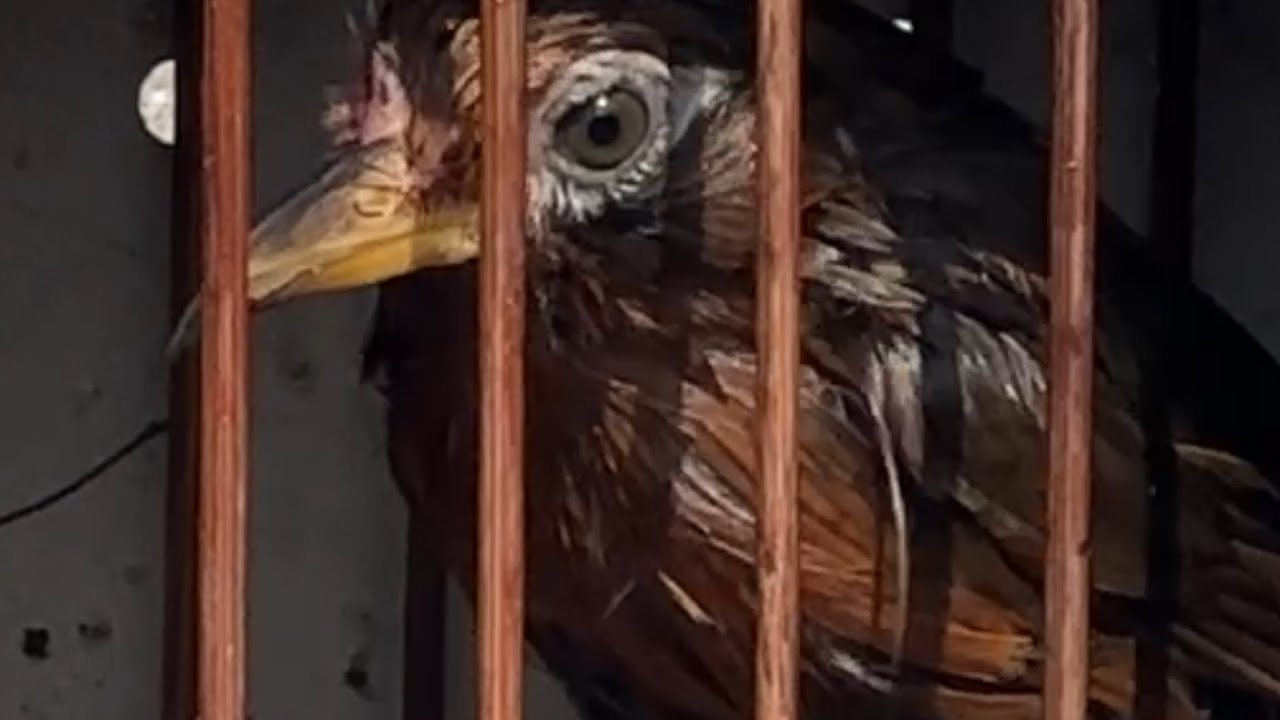 27-2 ối dời ơi mộc mắt chuột bộ trâu dài chim cao cầu ( giá 2tr6 ) tiền lào của đó ae nhé đẹp đẹp