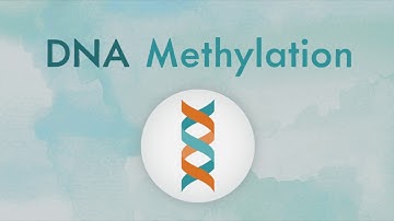 How DNA methylation works