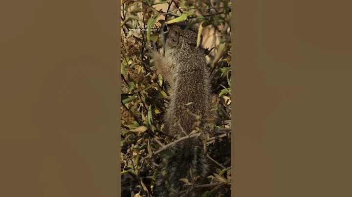 We’re totally nuts about these babies 🐿️🤩 #AmericasNationalParks
