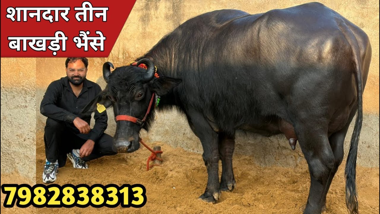 एक से बढ़कर एक तीन बाखडी भैंसे, बिक्री के लिए उपलब्ध || Saurabh Kodan Dairy Farm (7982838313)