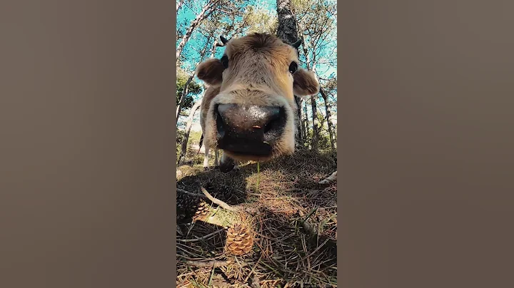 Cows on Vidova Gora  - Brac 1 | Udruga Zvon | By M...