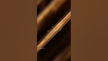 #macro #microscope #zoom #foryoupage #macrofying #safety #color #reflection