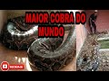 PÍTON A MAIOR COBRA DO MUNDO | FABINHO FILHO DO SERTÃO