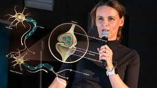 Neurobiológia pamäte | Dominika Fričová